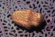 Flamingo tongue Poster