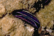 Iridescent clam Magnet