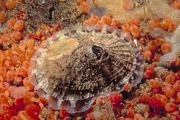 Rough keyhole limpet T-Shirt