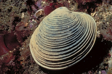 Butter clam