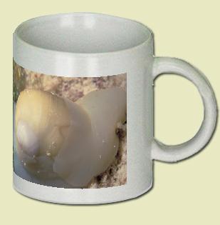 Milk moon snail Coffee Mug