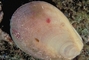Rough file clam picture