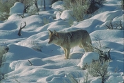 Coyote Mousepad