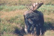 Moose Magnet