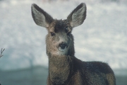 Mule Deer Magnet