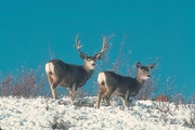 Mule Deer Magnet