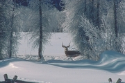 Mule Deer Magnet