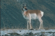 Pronghorn Magnet