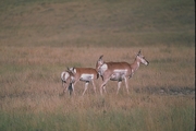 Pronghorn Magnet
