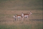 Pronghorn picture