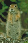 Arctic Ground Squirrel Magnet