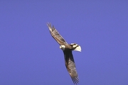 Bald Eagle Magnet