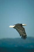 Bald Eagle Magnet