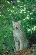 Canada Lynx T-Shirt