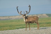 Caribou Magnet