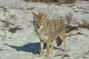Coyote Mousepad