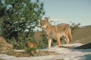 Coyote Mousepad