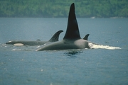 Killer Whale Magnet