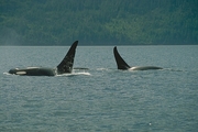 Killer Whale Magnet