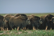 Musk Ox Magnet