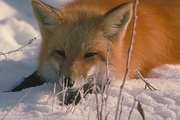 Red Fox Mousepad