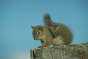 Red Squirrel Magnet