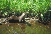 River Otter Magnet