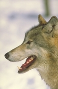 Wolf Magnet
