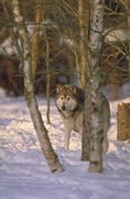 Wolf Magnet