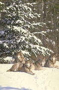 Wolf Magnet