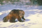 Wolverine Magnet