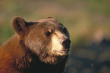 Black Bear