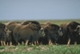 Musk Ox picture