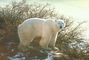 Polar Bear picture