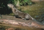 River Otter picture