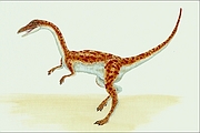 Coelophysis T-Shirt