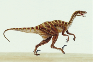 Velociraptor-10443.jpg