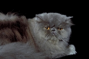 Blue Persian T-Shirt