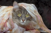 Cat T-Shirt