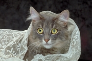 Cat T-Shirt
