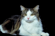 Cat T-Shirt