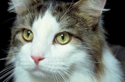 Cat T-Shirt