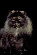 Cat T-Shirt
