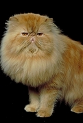 Cat T-Shirt