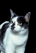 Cat T-Shirt