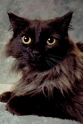 Cat T-Shirt