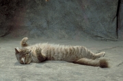 Cat Magnet