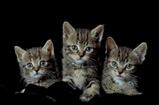 Cat Magnet