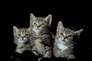 Cat Magnet