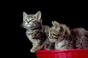 Cat T-Shirt